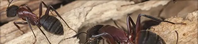 Close-up of ants on wood showing an active ant infestation in Evansville, IN