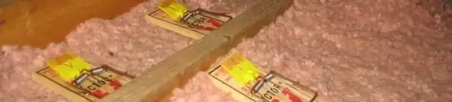 Mouse traps placed in an attic for rodent control in Evansville, IN