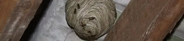 Wasp nest in an attic space, a common home infestation risk in Evansville, IN