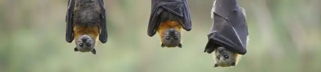 Bats roosting together, a common sign of a bat infestation in Evansville, IN