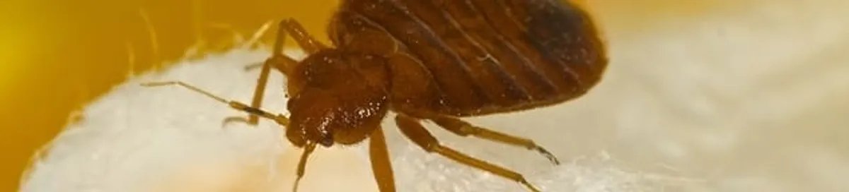 Close-up of a bed bug, a sign of an active infestation in Evansville, IN