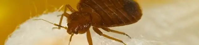 Close-up of a bed bug, a sign of an active infestation in Evansville, IN