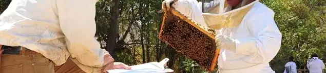 Bee removal specialists relocating a hive and honeycomb safely in Evansville, IN