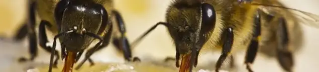 Close-up of honey bees, a sign of a nearby hive in Evansville, IN