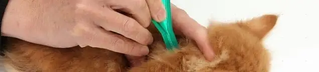 Flea treatment for pets using a flea comb, a sign of flea problems in Evansville, IN