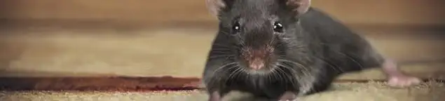 Mouse indoors, a common sign of a rodent infestation in Evansville, IN