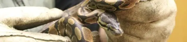 Snake removal specialist safely handling a snake with protective gloves in Evansville, IN