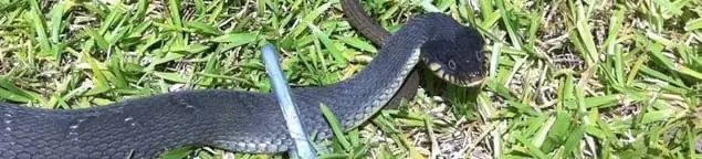 Snake in a yard, a common sign of a snake problem near a home in Evansville, IN