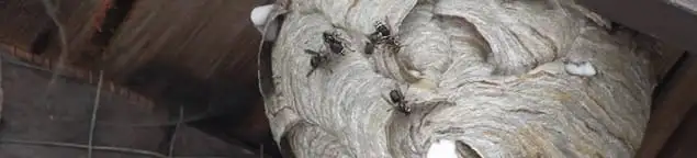 Close-up of a wasp nest with active wasps, a sign of an infestation in Evansville, IN